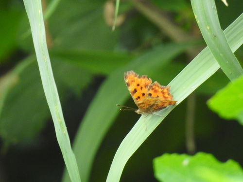 European Comma