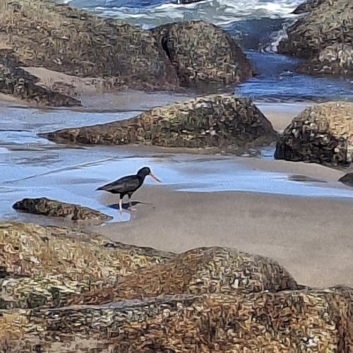 African Oystercatcher