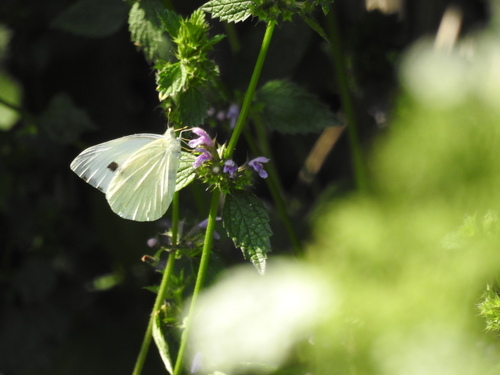 Large White