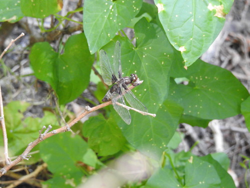 Broad-bodied Chaser