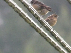 Saxicola rubicola
