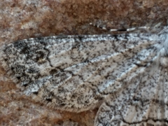 Zeuctoboarmia cataimena