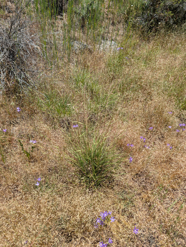 Danthonia californica, photograph 6