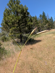 (c) Dominic Gentilcore, some rights reserved (CC BY) Danthonia californica, photograph (c) Dominic Gentilcore, some rights reserved (CC BY)