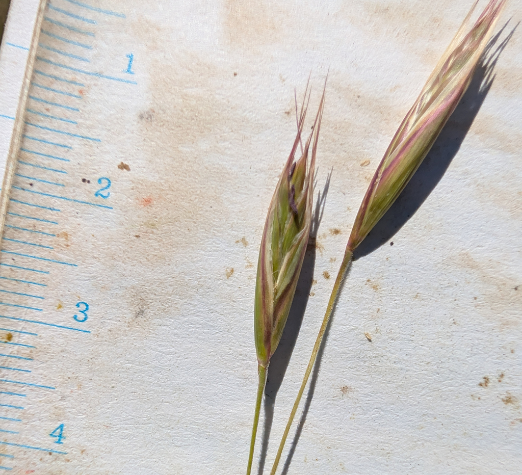 Danthonia californica; photograph (c) Dominic Gentilcore, some rights reserved (CC BY)