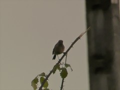 Passeriformes