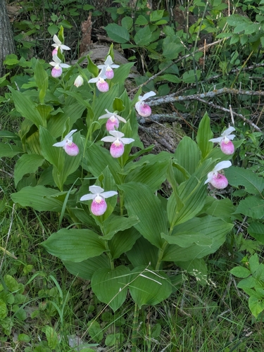 showy lady's slipper