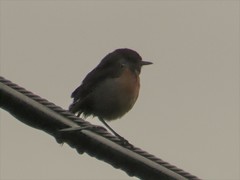 Saxicola rubicola