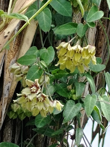 Funastrum elegans, photograph 5