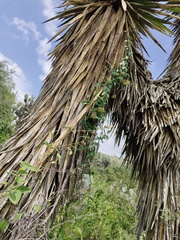 Funastrum elegans, photograph (c) José Belem Hernández Díaz, some rights reserved (CC BY)