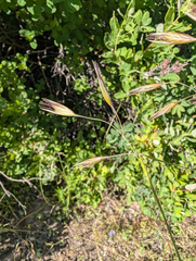 Danthonia californica