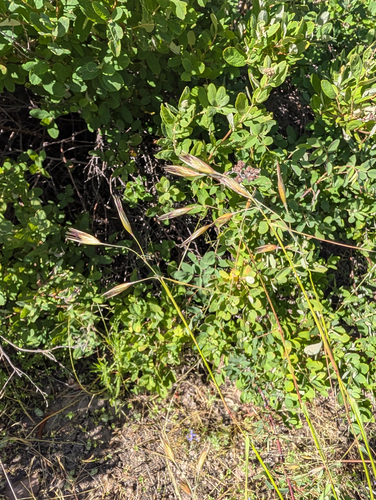 Danthonia californica, photograph 3