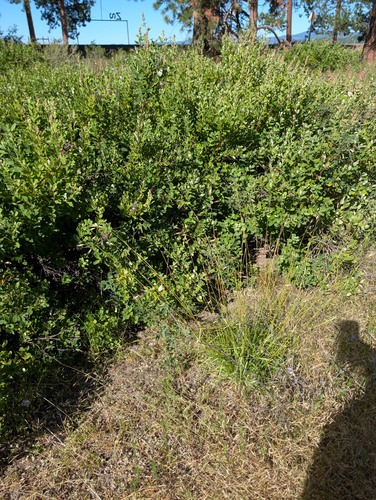 Danthonia californica, photograph 2