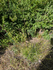 (c) Dominic Gentilcore, some rights reserved (CC BY) Danthonia californica, photograph (c) Dominic Gentilcore, some rights reserved (CC BY)