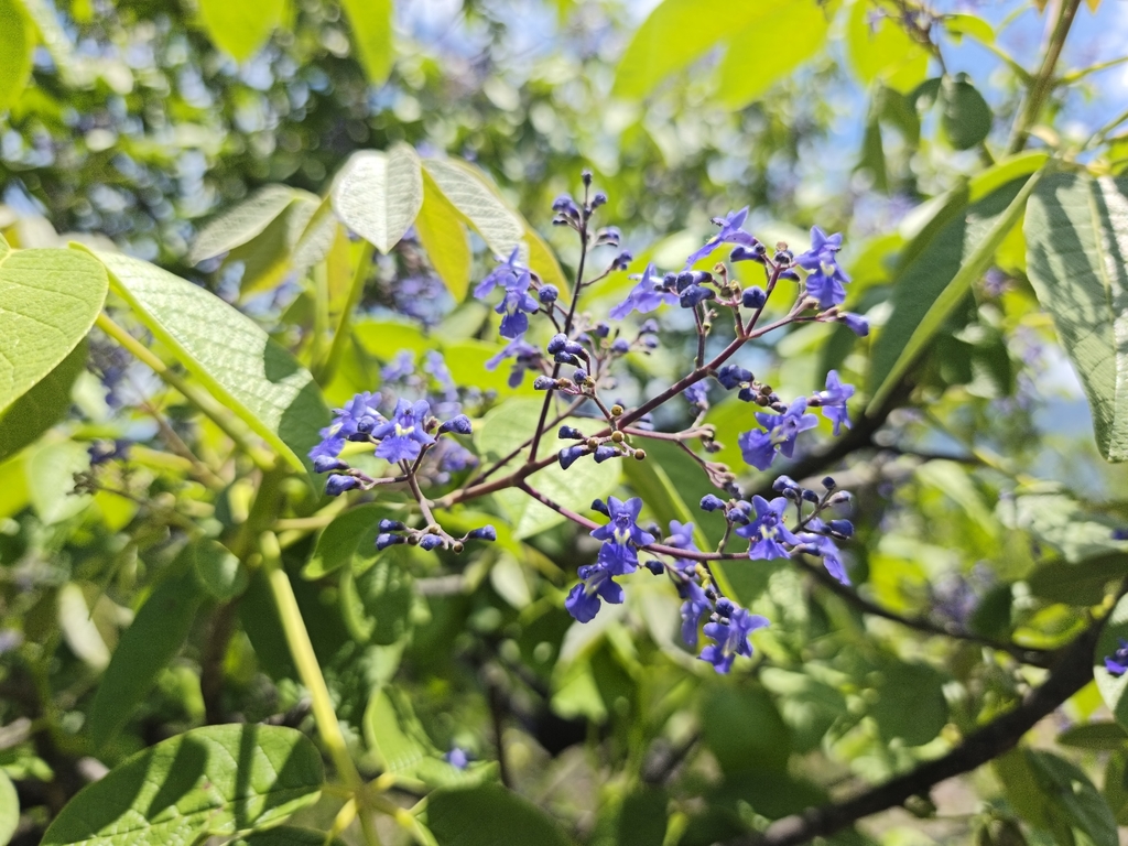 Vitex pyramidata; photograph (c) Christian Franco, some rights reserved (CC BY-SA)
