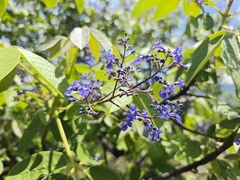 (c) Christian Franco, some rights reserved (CC BY-SA) Vitex pyramidata, photograph (c) Christian Franco, some rights reserved (CC BY-SA)