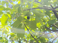 (c) Christian Franco, some rights reserved (CC BY-SA) Vitex pyramidata, photograph (c) Christian Franco, some rights reserved (CC BY-SA)
