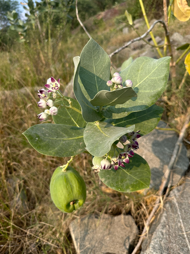 giant milkweed