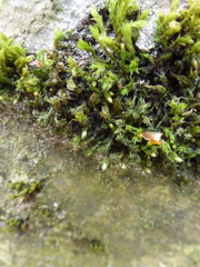 Orthotrichum stramineum