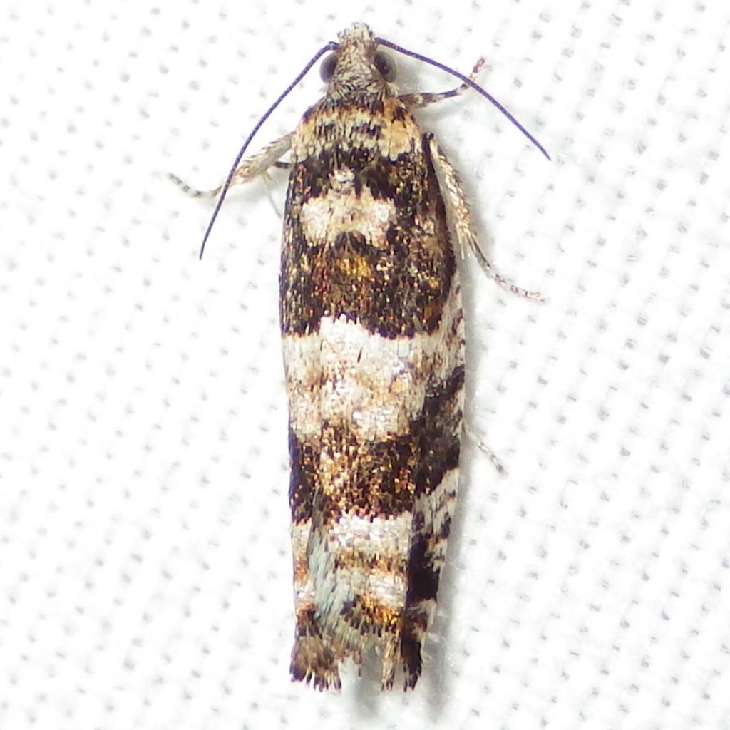 Pseudexentera maracana