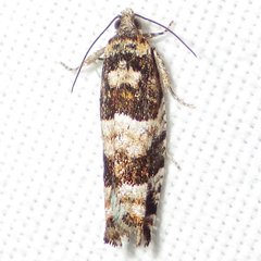 Pseudexentera maracana