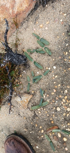 Drimia ecklonii