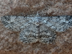 Zeuctoboarmia cataimena