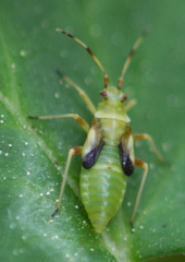 Dryophilocoris flavoquadrimaculatus