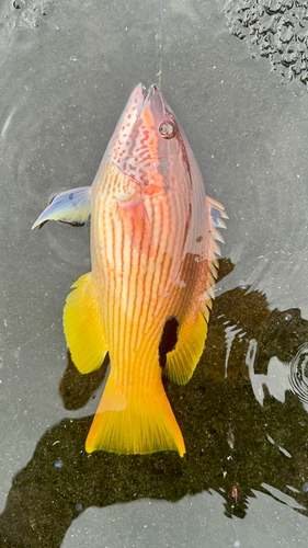Bodianus albotaeniatus, 2026-05-31