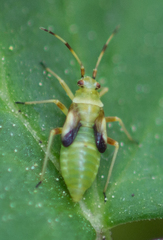 Dryophilocoris flavoquadrimaculatus