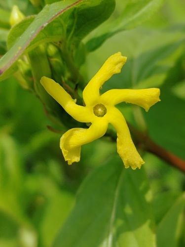Mandevilla foliosa, photograph 5