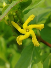 Mandevilla foliosa, photograph (c) José Belem Hernández Díaz, some rights reserved (CC BY)