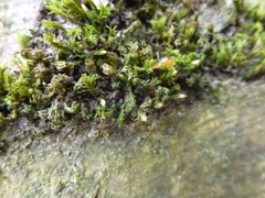 Orthotrichum stramineum