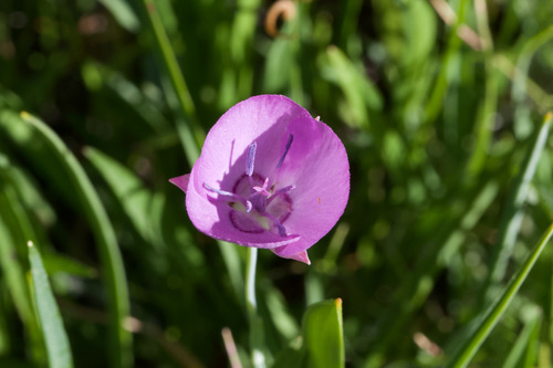 Naked mariposa lily (Calochortus nudus)