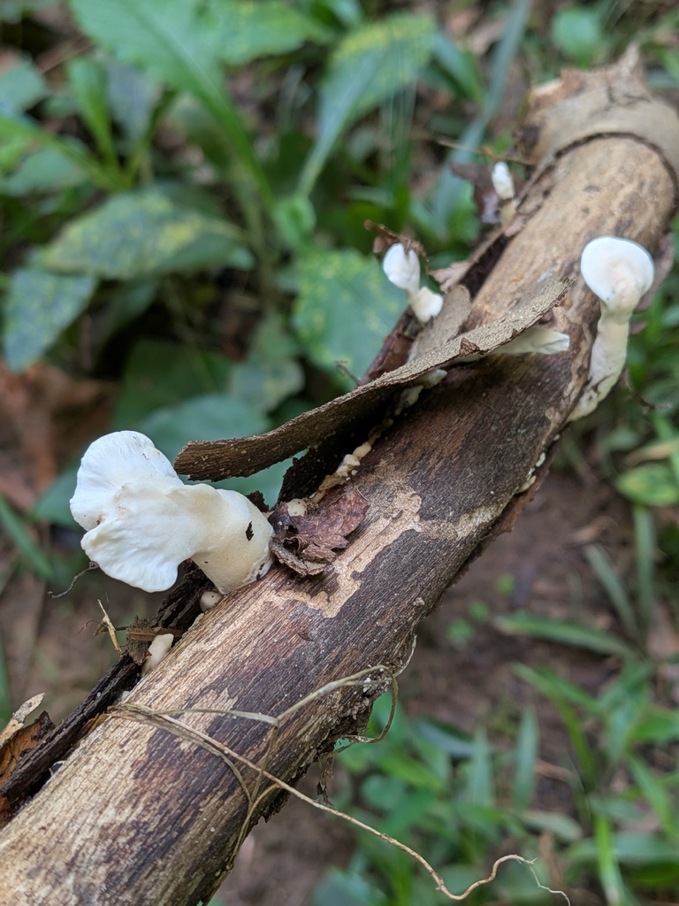 Loweomyces fractipes · July 2026 · photo: Photo: no rights reserved · iNaturalist
