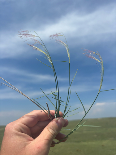 Muhlenbergia pungens, 2026-07-06