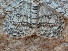 Zeuctoboarmia cataimena