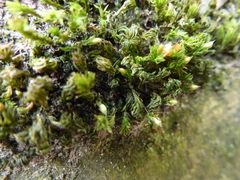 Orthotrichum stramineum