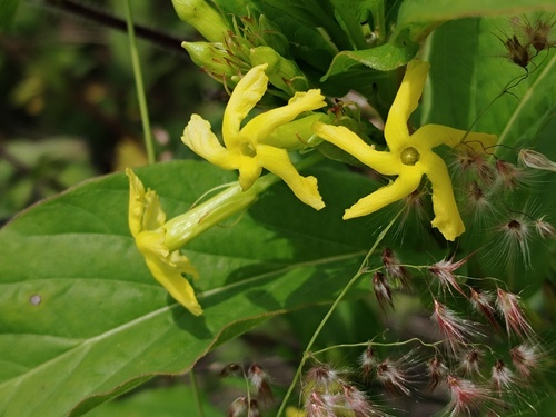 Mandevilla foliosa, photograph 6