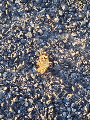 Vanessa cardui