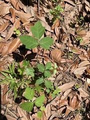 Toxicodendron radicans image