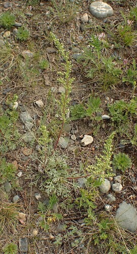 Artemisia borealis, photograph 1