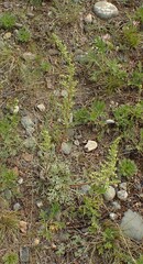 Artemisia borealis, photograph Julianne Ourom, CC0, iNaturalist via GBIF