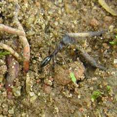 Odontomachus simillimus