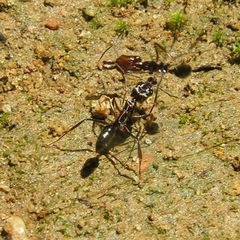 Odontomachus simillimus
