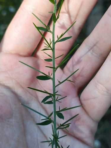 Genista falcata