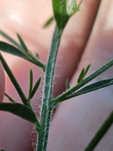 Genista falcata, photograph 2