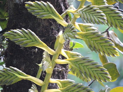 Tillandsia oerstediana