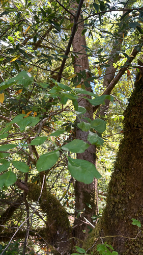 iNaturalist observation photo of Oregon Ash