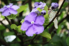 Brunfelsia pauciflora